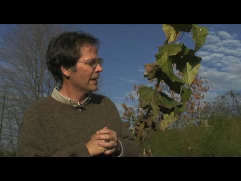 THINKING LIKE A PLANT 