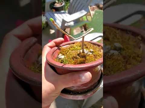 Ginko leaves emerging