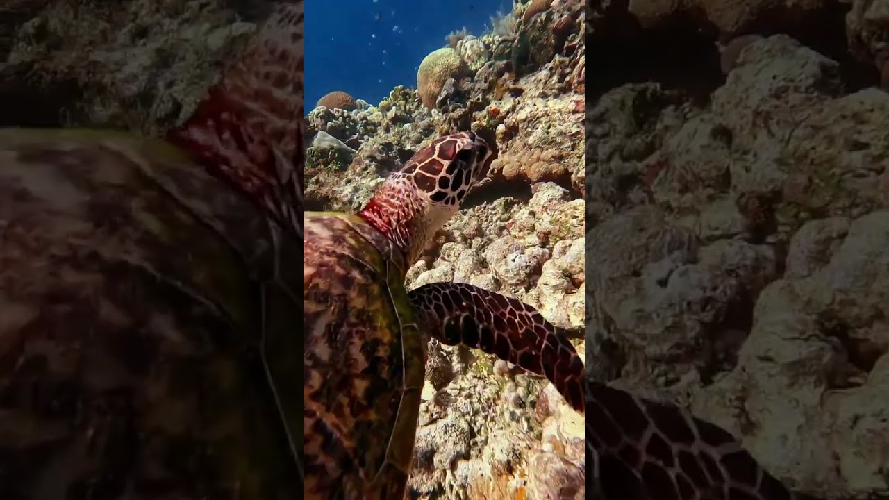 YouTube Short thumbnail