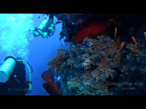 Diving at Elphinstone reef