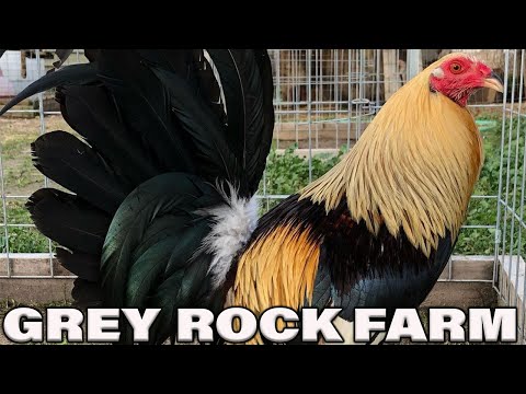 Pure Chocolate Grey Golden GREY ROCK FARM - Farm Visit