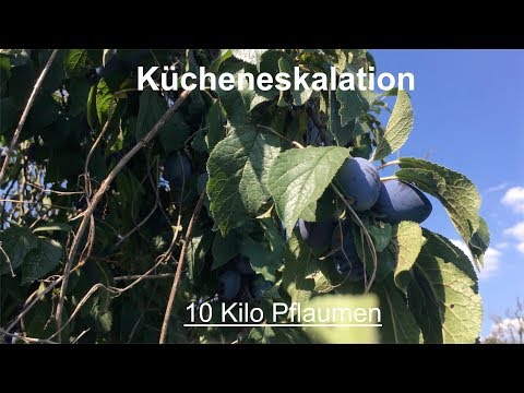Kücheneskalation - 10 Kilo Pflaumen
