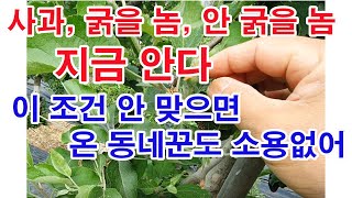 사과, 굵을 놈, 안 굵을 놈 지금 안다. 이 조건 안 맞으면 온 동네꾼도 소용없어(사과재배, 사과 적뢰, …