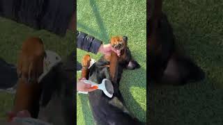 Video preview image #1 Rottweiler Puppy For Sale in Hillsboro, NH, USA