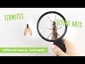 How to Tell The Difference Between a Termite and Flying Ant