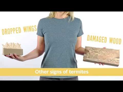 How to Tell The Difference Between a Termite and Flying Ant