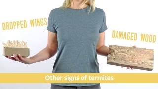 Watch video: How to Tell The Difference Between a Termite and Flying Ant