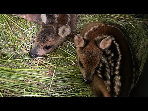 Každé ráno rozhoduje o živote srnčiat - pomôžte nám ich nájsť včas