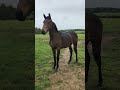 Yearling AQPS pour courses