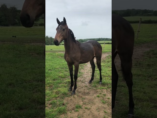 Yearling AQPS pour courses