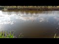 The case of the curious swan