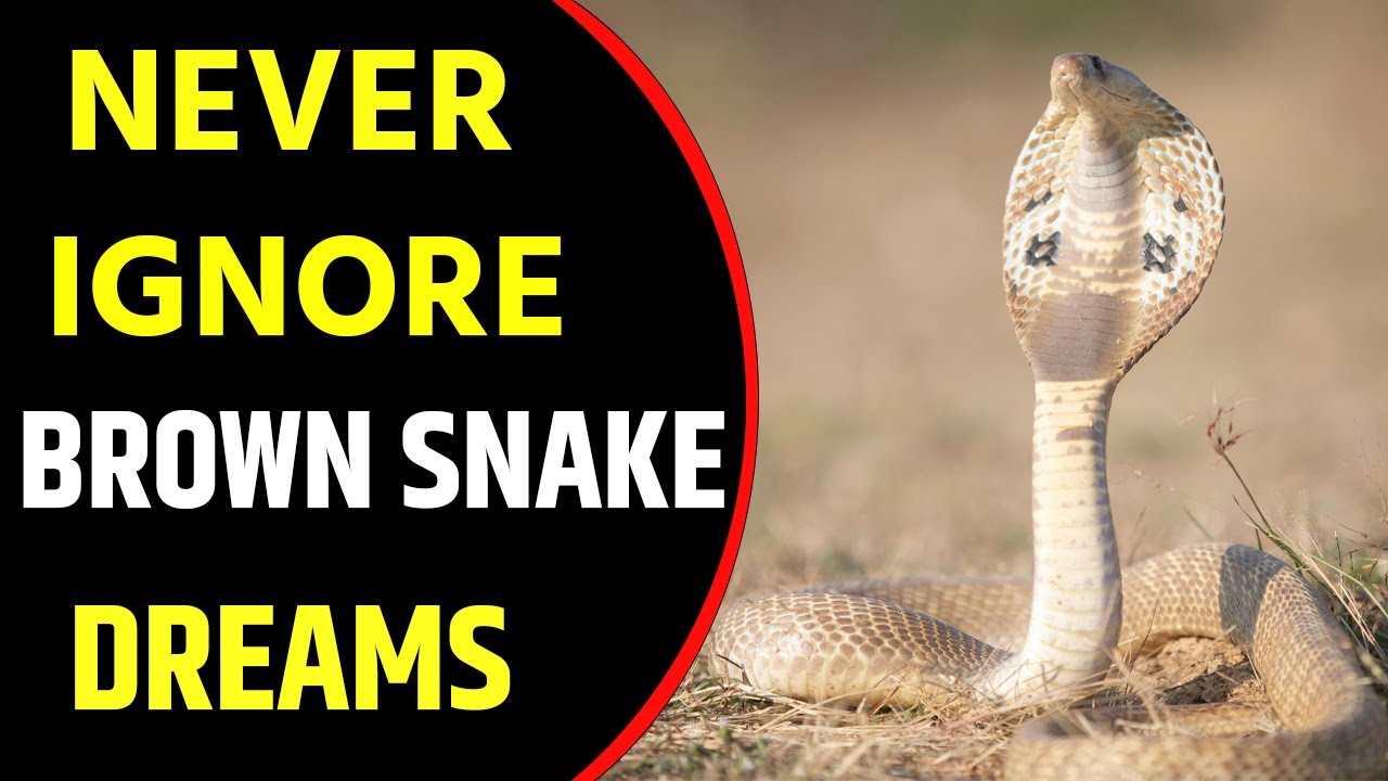 What does Brown Snake dream meaning || Dreaming of Brown Snake || Brown Snake dreams Interpretation