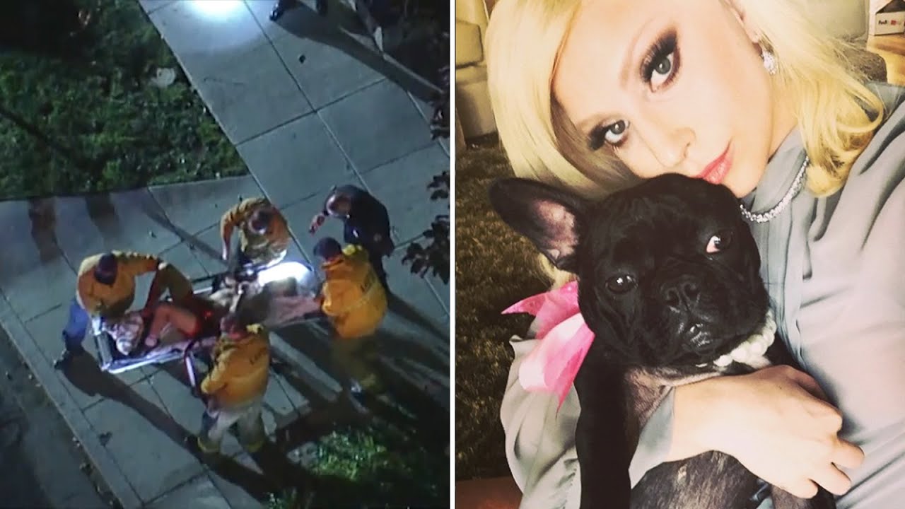 Lady Gaga S Dog Walker Shot And Two Of Her French Bulldogs Stolen