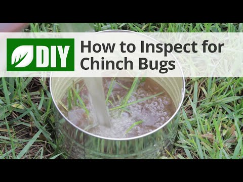  How to Inspect for Chinch Bug Damage - Chinch Bug Inspection  Video 