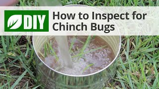 How to Inspect for Chinch Bug Damage - Chinch Bug Inspection