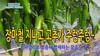 장마철 끝나고 고추방제 요령! 고추가 겁나게 달린 이유는? 치파랠리 방제모습