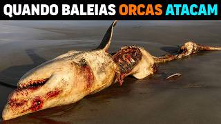 É por isso que orcas são chamadas BALEIA ASSASSINAS