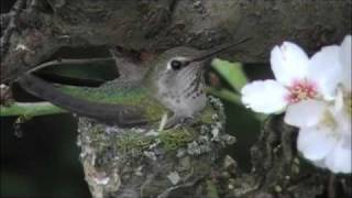 Hummingbird babies Video