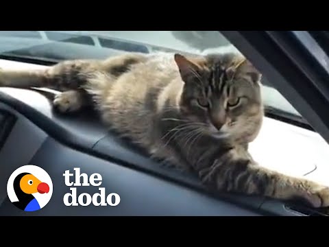Stray Cat Decides To Work At A Car Shop And Greet Every Customer | The Dodo Cat Crazy