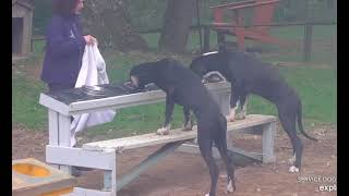 2023-10-16 Donna feeding two dogs