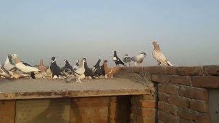 Pigeon Category All fighter & breeder kabootar