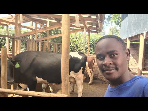 How This Small Farm Produces A lot of Milk: Genius Cow Shed Design You Need to See! | My Dream Farm