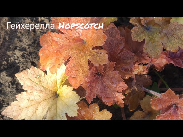 Гейхерелла сорт Hopscotch сменила свой яркий окрас в конце июня