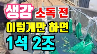 생강 심는시기 이렇게 하면 벌레는 싹 죽고 싹이 잘나요  #생강심는시기 #생강소독 #생강쪼개기