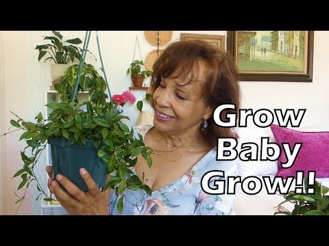download lagu mp3 mp4 Fast Growing Indoor Plants, download lagu Fast Growing Indoor Plants gratis, unduh video klip Fast Growing Indoor Plants