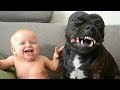 Pit Bull Protects Baby Compilation