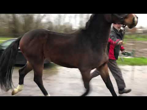 Salvador van t ‘ Laar . 3 yaers Gelding
