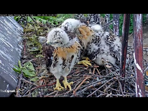 Red-tailed Hawk Chicks Show Off Growing Plumages On Windy Afternoon – June 3, 2021