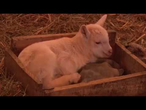 Ekskluzivno - prvi izvoz koza u Kazahstan