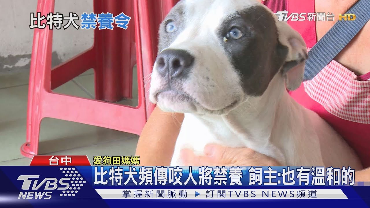 比特犬頻傳咬人將禁養　現任飼主全面登記