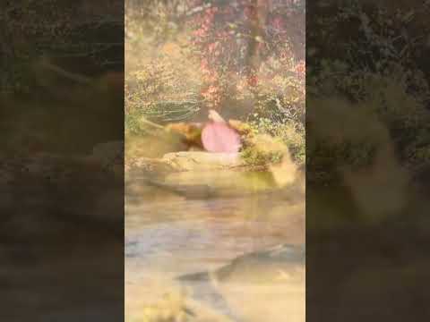 Video Thumbnail for Shinrin-Yoku #naturebathing #river #blueridgemountains