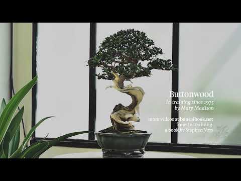 Buttonwood bonsai tree, in training since 1975.