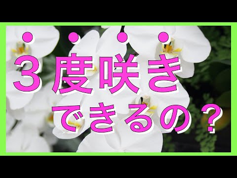 花が終わった蘭の世話はどうすればよいですか？茎をどこで切り、再び花を咲かせるにはどうすればよいですか？  庭園