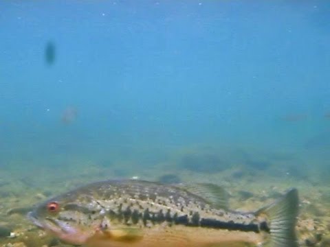 Spotted Bass Chases Small Trout 