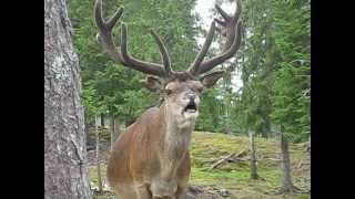 preview picture of video 'Deer Buck Calling'