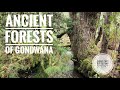 Huon "Pines" & Ancient Rain Forests of Gondwana