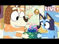 🔴LIVE: Christmas Time with Bluey 🎁 | 1 HOUR of Festive Fun! | Bluey