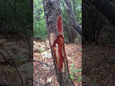 Fazendo trilha. Treinamento para a corrida Jurema_ecorun de São Gabriel-Bahia.