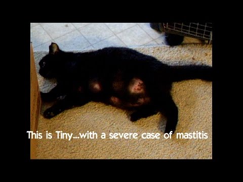 This is Tiny with severe case of mastitis Cat video#5
