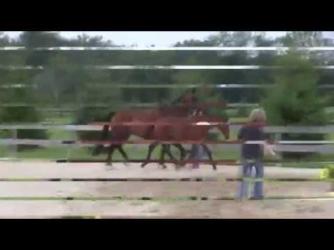 Delilah by Destano at Hanoverian Verband Inspection 2015