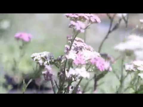 COMMON YARROW (Achillea millefolium)