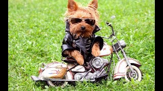 FUNNY MOMENTS DOGS 2018/ Самые Смешные собачки 2018