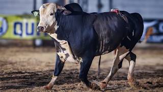 Rodeio de OUROESTE 2026 (SÁBADO / MELHORES MOMENTOS)