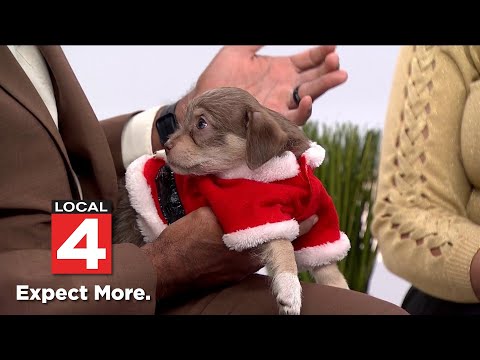 Pet of the Week: Meet Cherie and Christo - YouTube