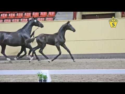 SWB Elitfölauktion 2015 - 13. Tornado e. Tailormade Temptation - De Noir