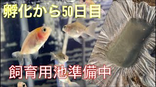 《金魚》孵化から50日経ちましたー！！